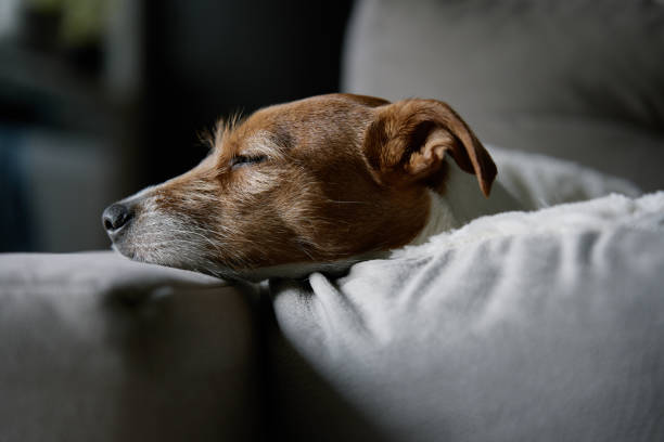 istock Cute dog sleeping on sofa, close up portrait 1469263536