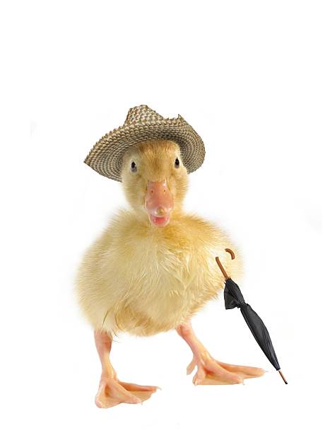 istock small drake tourist 146926382