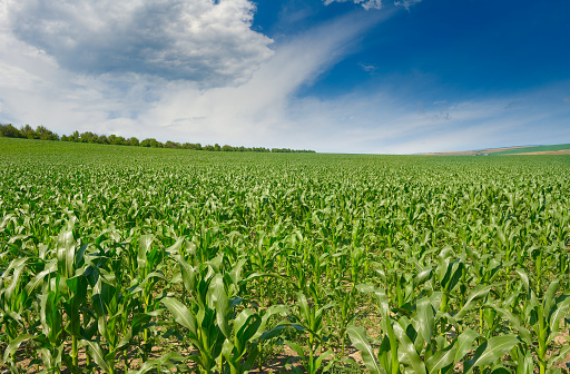 Bright green corn field and blue sky with white clouds.