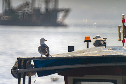 View of two seagulls perching on a boat.