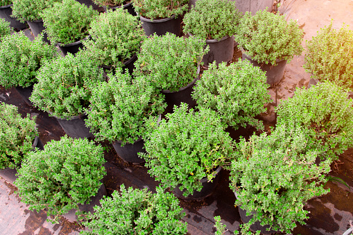 Decorative and deciduous shrubs grown for open ground in pots
