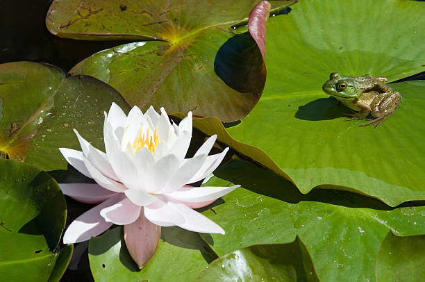 istock Green frog admiring water lily 146926725