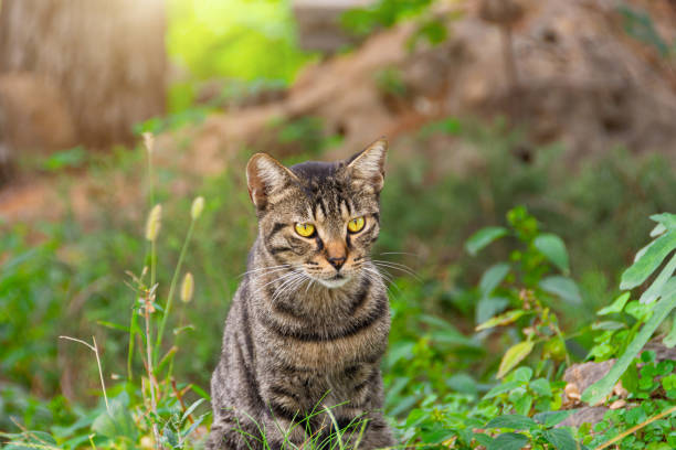 istock Striped yard cat sits in the grass in the park. 1469268030