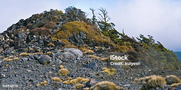 Photo libre de droit de Hill Couverte De Rochers Et Underwood banque d'images et plus d'images libres de droit de Arbre - Arbre, Horizontal, Machine à écrire