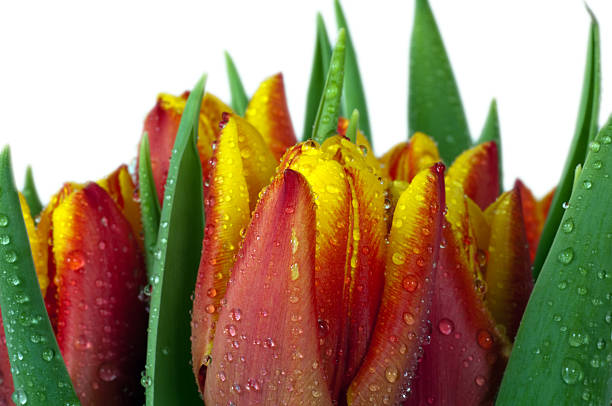 Beautiful tulips stock photo