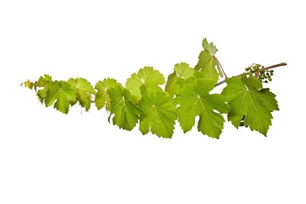 vine branch - grape leaf stock-fotos und bilder