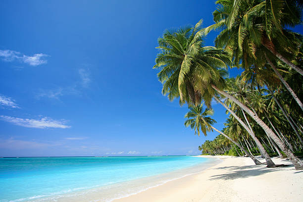 playa de isla paraíso tropical perfecto - isla grande de hawai islas de hawai fotografías e imágenes de stock