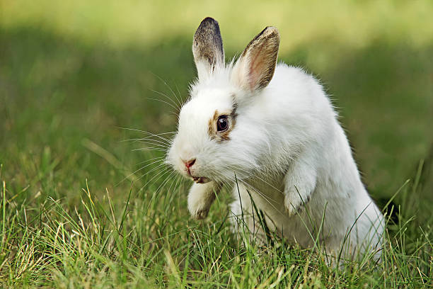 White and brown rabbit on grass in mid jump stock photo