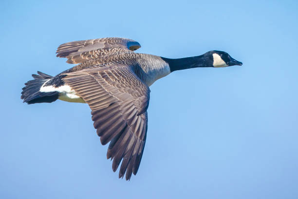 istock Canadian goose Branta canadensis in flight migrating 1469272494