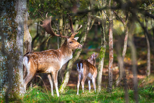 Fallow deer Dama Dama stag walking in a forest. The nature colors are clearly visible on the background, selective focus is used.