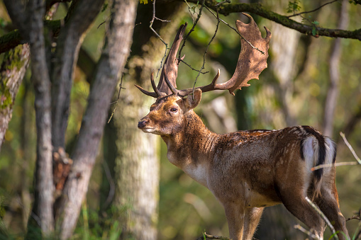 Fallow deer Dama Dama stag walking in a forest. The nature colors are clearly visible on the background, selective focus is used.