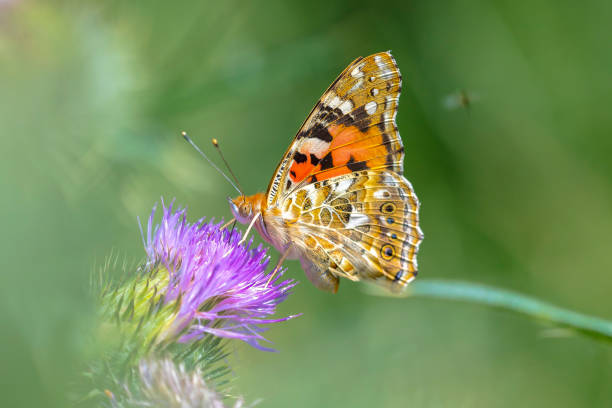 Painted Lady butterfly, vanessa cardu, feeding nectar from a thistle.