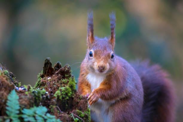 istock Closeup of a Eurasian red squirrel, Sciurus vulgaris, eating nuts in a forest. 1469272702