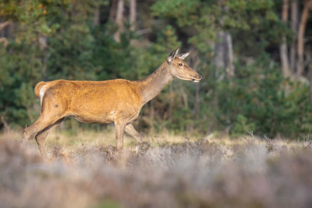 istock Female Red Deer doe or hind, Cervus elaphus 1469272778