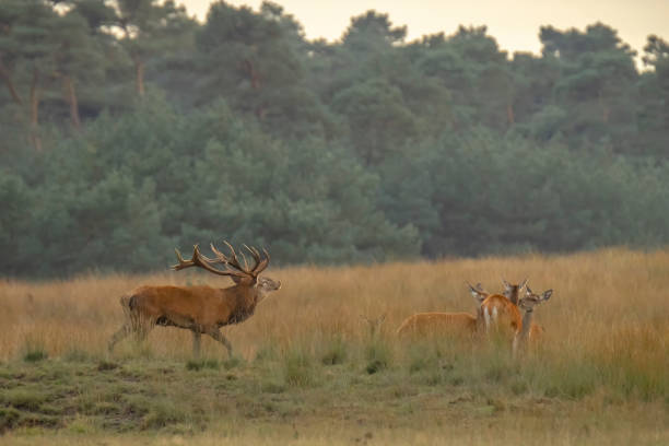 istock Red deer cervus elaphus stag chasing does during rutting season 1469272792