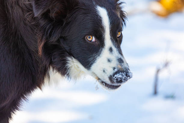 The Border Collie is a Scottish breed of herding dog of medium size. Playing in the snow during a sunny winter day. Licking the snow.