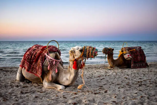 Camels resting after a long day at Tunisian beach, Djerba.