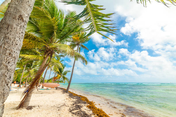 istock Palm trees by the sea in Bois Jolan beach 1469288667