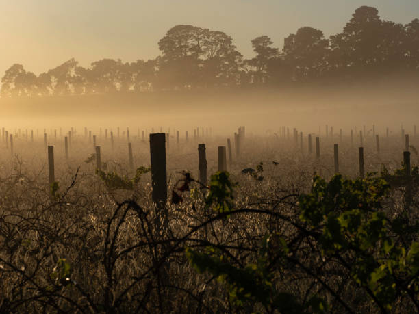 istock Early morning among the grape vines 1469288876