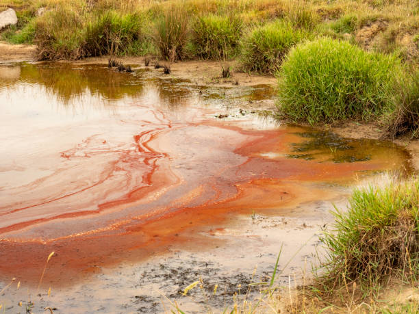 Polluted pond stock photo