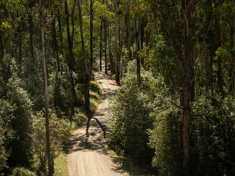Dirt road through trees Gippsland Victoria