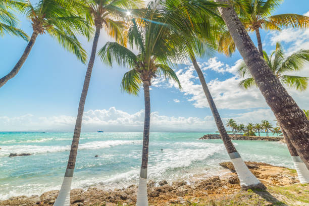 istock Palm trees in le Gosier under a shining sun 1469290505