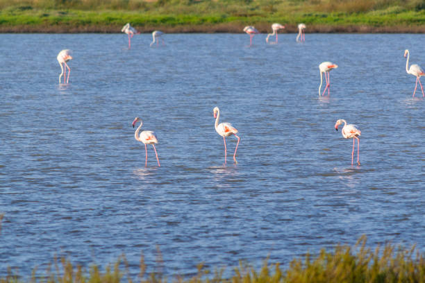 istock Flamingos in a pond in Sardinia 1469291318