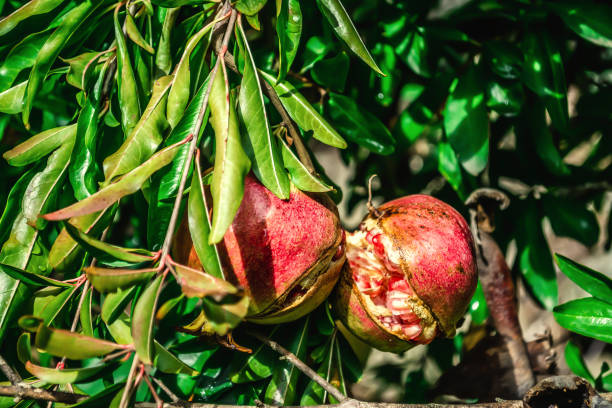 istock Pomegranates on the tree surrounded by leaves 1469293543