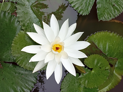 White water lilies blooming in the pond