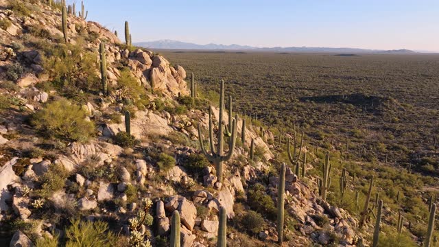 Sunset flight over hilly cactus forest