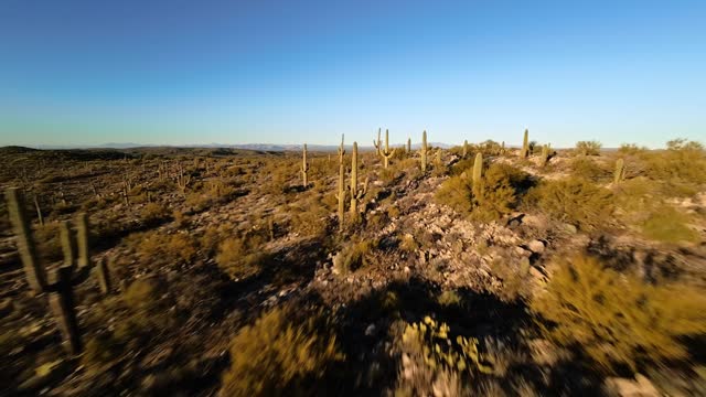 Zooming flight through hilly cactus forest at sunset (FPV drone)