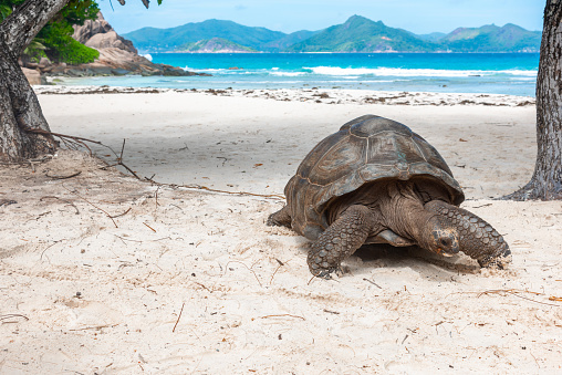 Close up of a giant turtle in La Digue island, Seychelles