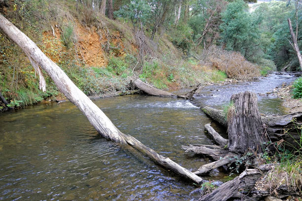 Bright,  Victoria,  Australia Morses Creek flowing in the High Country murray darling basin stock pictures, royalty-free photos & images