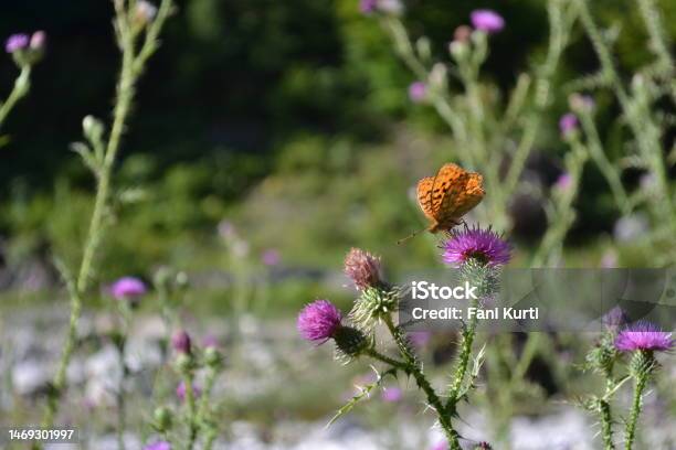 Butterfly On Flower In Albanian Alps Stock Photo - Download Image Now - Butterfly - Insect, Forest, Grass