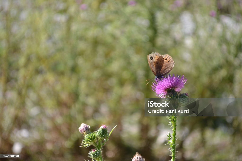 Butterfly on flower in Albanian alps Valbona valley, Albanian alps Albania Stock Photo