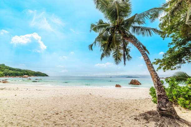 istock Palm trees in Anse Lazio 1469302022