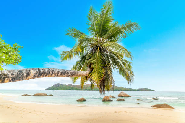 Palm tree by the sea in Anse Boudin beach Palm tree by the sea in Anse Boudin beach. Praslin island, Seychelles praslin island stock pictures, royalty-free photos & images