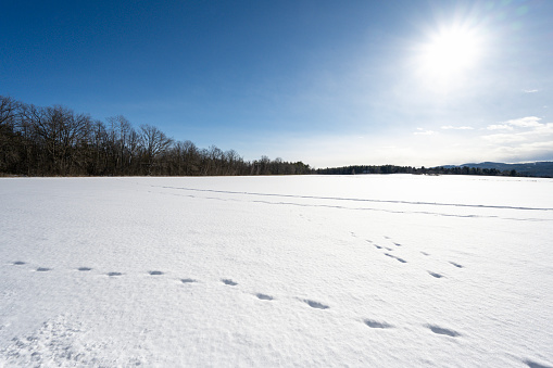 Footprints in the snow on a bright sunny winter morning in Willsboro
