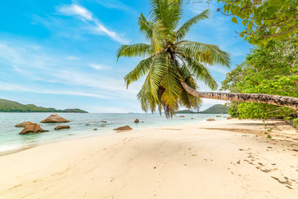 istock Palms and white sand in Anse Boudin 1469302709