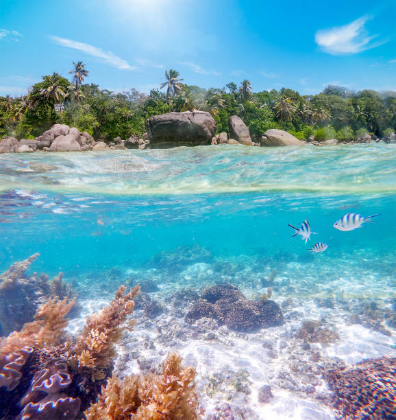 istock Split underwater view of Anse Royal shore 1469302774