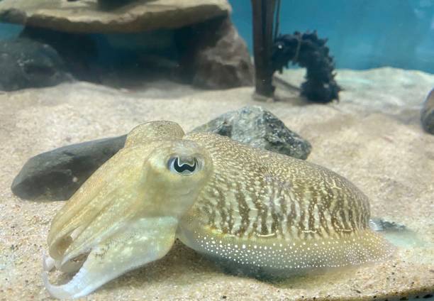 Cuttlefish Sea creature sepia pharaonis stock pictures, royalty-free photos & images