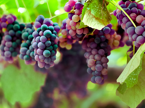 Beautiful grapes