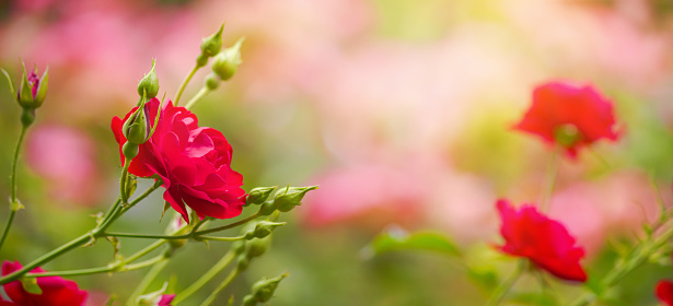 Red rose flower, blooming plants in the spring garden on a sunny day, banner, closeup with space for text