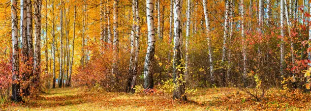 Photo of Birch grove on sunny autumn day, panorama, horizontal banner