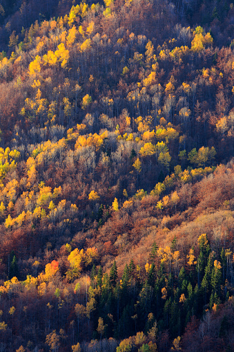 Looking over the lush forest at Devil's Lake State Park, Wisconsin.