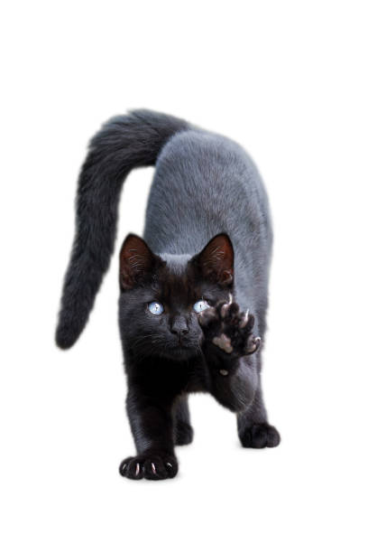 istock Black kitten with blue eyes raising front paws up and stretching isolated on white Front view 1469310971