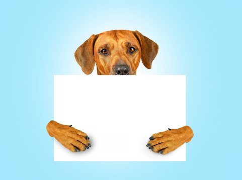 Brown dog with white empty blank sign in its paws Mockup template