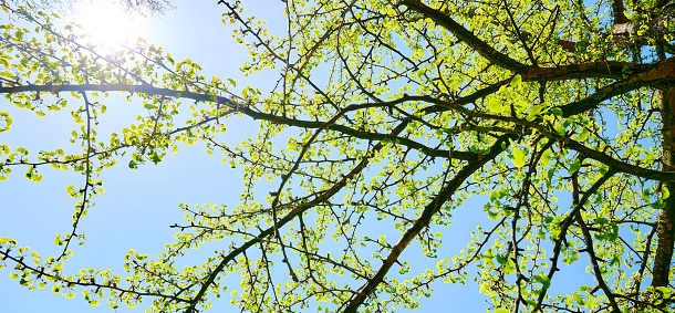 Spring tree branches with small green leaves over blue sky