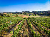 istock Tuscan Vineyards from drone 1469312596