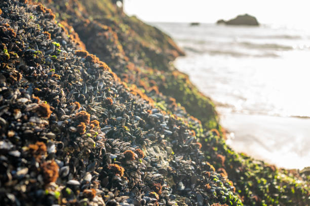 Mussels on a rock. Wild mussels on the rocks of the coast in Portugal